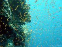 030507_Elphin Stone - Anthias - Dsc02157~
